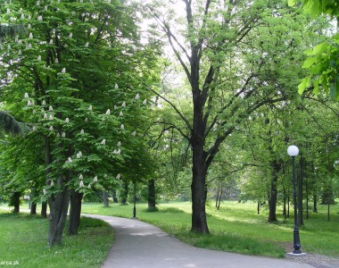 Výsadba drevín Barca